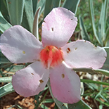 Adenium oleifolium
